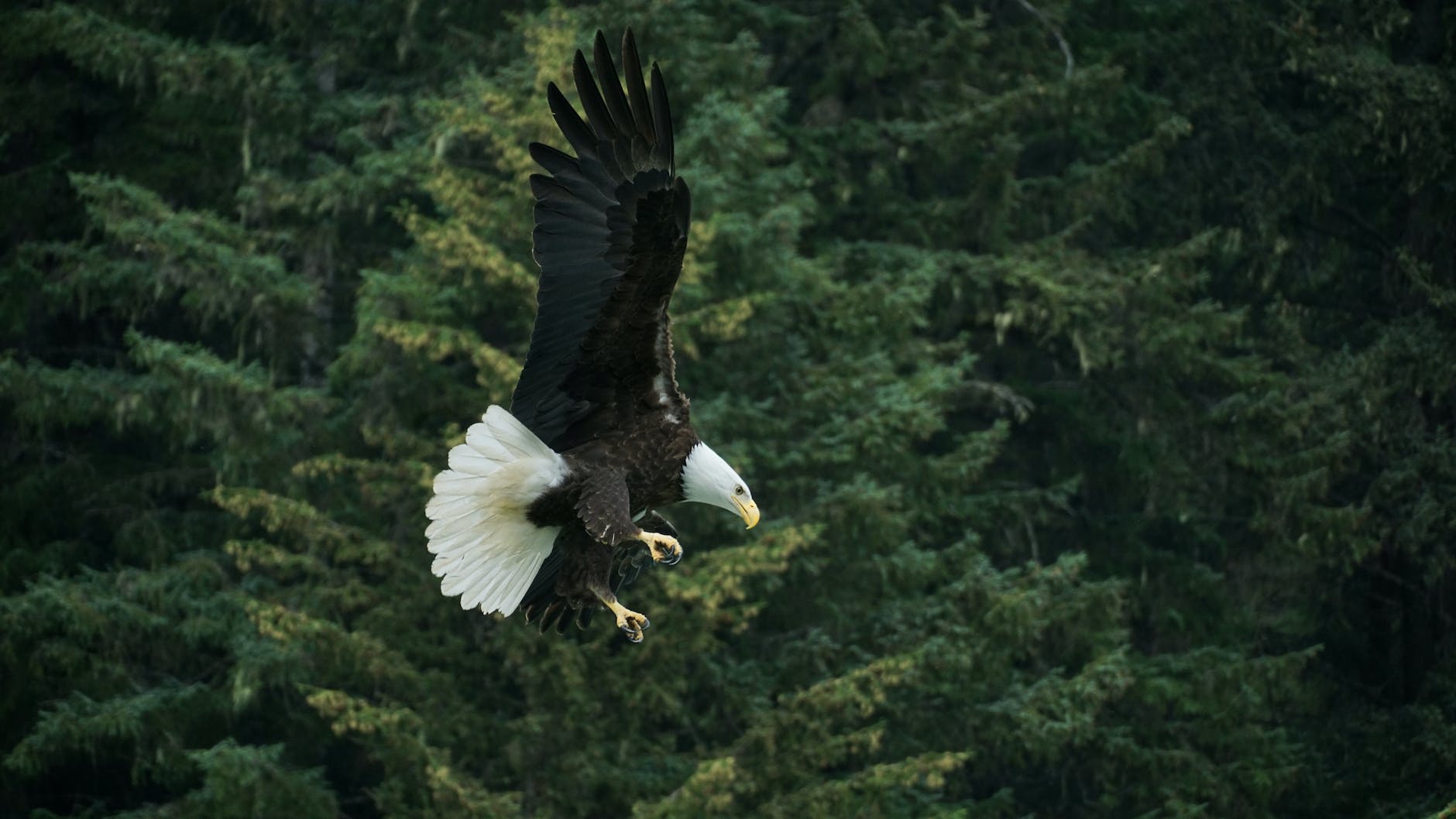 bald eagle flying across green trees